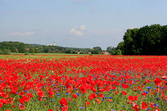 Hungary Wildflowers
