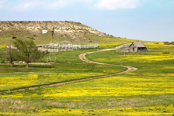 Texas Panhandle Spring Flowers