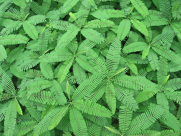 East Texas Ferns